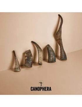 Canophera Horn vom Schaf - S - 81-120g